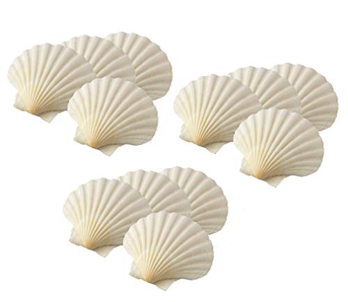 Maine Man Baking Shells, 4 Inch, Set of 12, Natural Seashell